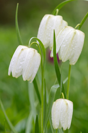 Close up of white snakes head fritillary (fritillaria meleagris) flowers in bloomの写真素材