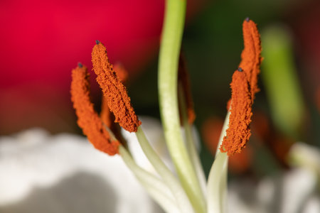 Macro shot of the stamen on a lily flowerの写真素材