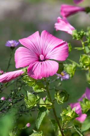 Close up of a rose mallow (malva trimestris) flowers
 in bloomの写真素材