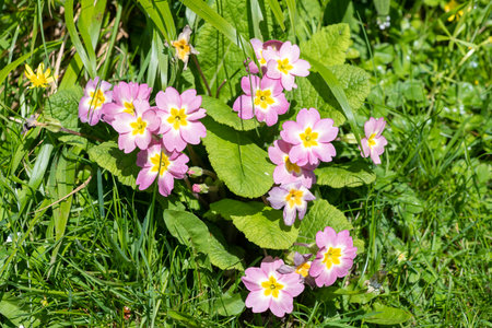 Close up of pink wild primrose (primula vulgaris) flowers in bloom