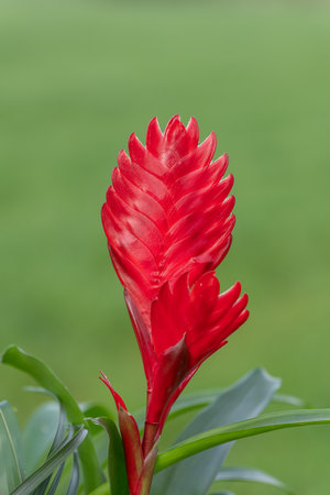 Close up of a vriesea cristiane flower in bloom