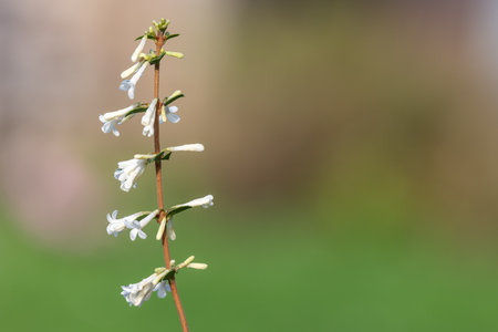 Close up of osmanthus delavayi flowers in bloomの写真素材