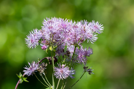 Close up of greater meadow rue (thalictrum aquilegiifolium) in bloom