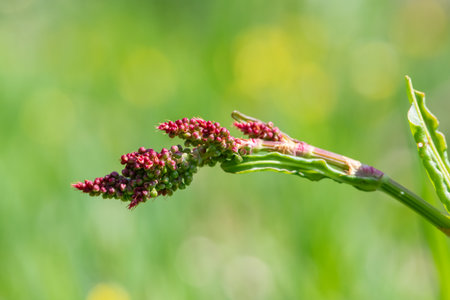 Close up of red sorrel (rumex acetosella) in bloom