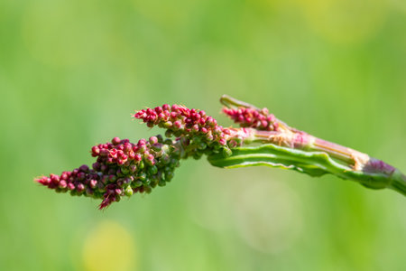 Close up of red sorrel (rumex acetosella) in bloomの写真素材