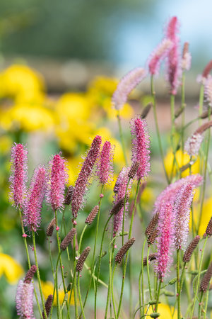 Korean mountain burnet (sanguisorba hakusanensis) flowers in bloomの写真素材