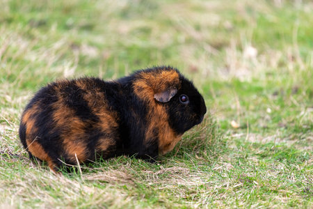 Portrait of a Guinea pig (cavia porcellus)の写真素材