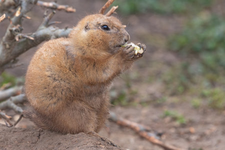 Portrait of a groundhog (marmota monax) eating a piece of food
