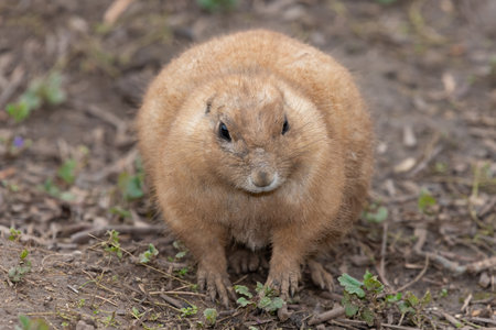 Portrait of a groundhog (marmota monax)