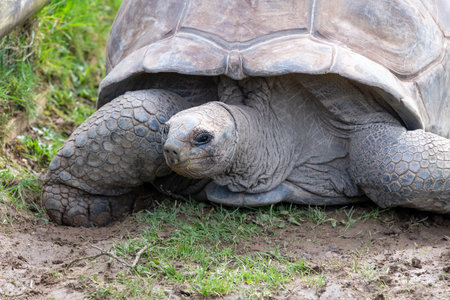 Close up of an Aldabra giant tortoise (Aldabrachelys gigantea)の写真素材