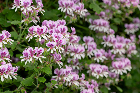 Close up of pelargonium cordifolium flowers in bloom