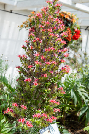 Close up of Tenerife bugloss (echium wildpretii) flowers in bloomの写真素材