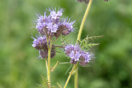 Close up of lacy phacelia (phacelia tanacetifolia) flowers in bloomの写真素材
