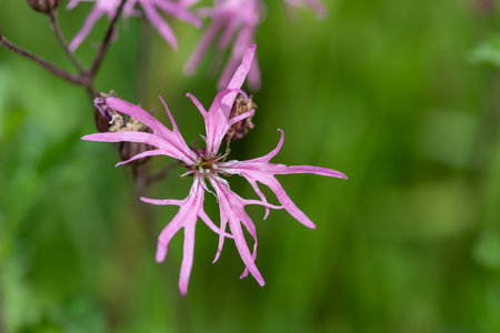 Macro shot of a ragged robin (silene flos cuculi) flower in bloomの写真素材