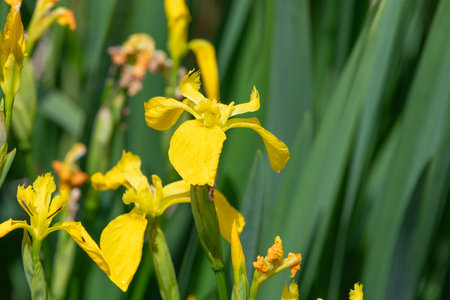 Yellow flag irises (iris pseudacorus) in bloom