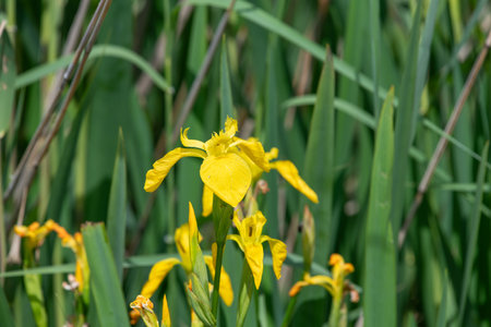 Yellow flag irises (iris pseudacorus) in bloomの写真素材