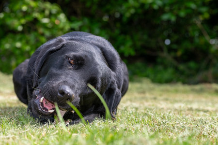 Portrait of a cute black Labrador chewing a stickの写真素材
