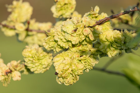 Close up of samaras on a wych elm (ulmus glabra) tree