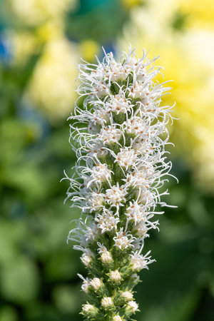 Close up of a white dense blazing star (liatris spicata) flower in bloom