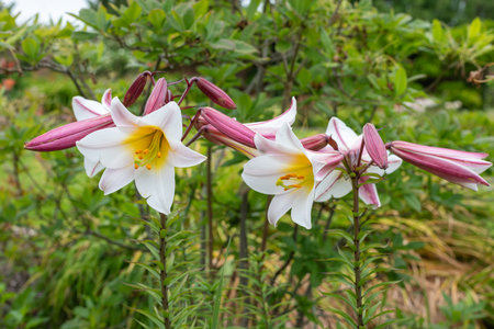 Close up of black dragon lilies (lilium leucanthum) in bloomの写真素材