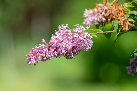 Close up of Hungarian lilac (syringa josikaea) flowers in bloomの写真素材
