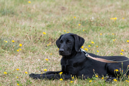 Cute portrait a cute black Labrador puppy laying down on the grassの写真素材