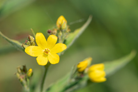 Close up of yellow loosestrife (lysimachia vulgaris) flowers in bloom