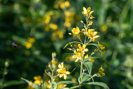 Close up of yellow loosestrife (lysimachia vulgaris) flowers in bloom