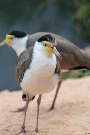 Close up of a masked lapwing (vanellus miles)の写真素材