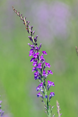 Close up of a purple toadflax (linaria purpurea) flower in bloomの写真素材