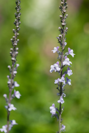 Close up of a purple and white toadflax (linaria purpurea) flower in bloom