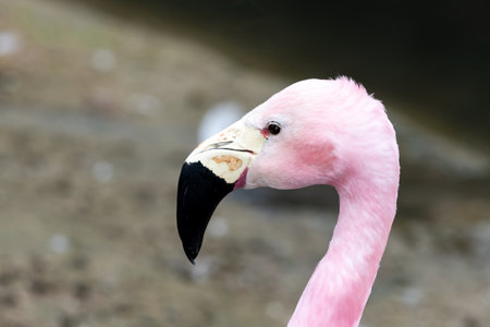 Head shot of an Andean flamingo (phoenicoparrus andinus)の写真素材
