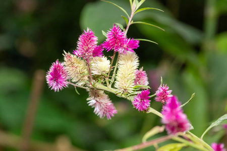 Close up of plumed cockscomb (celosia argentea) in bloom