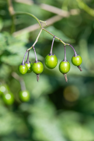 Macro shot of bittersweet nightshade (solanum dulcamara) berriesの写真素材