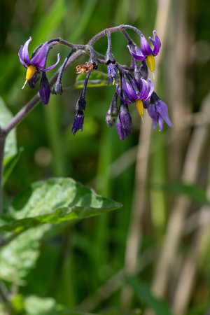 Macro shot of bittersweet nightshade (solanum dulcamara) flowers in bloomの写真素材