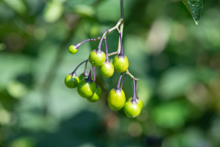 Macro shot of bittersweet nightshade (solanum dulcamara) berries
