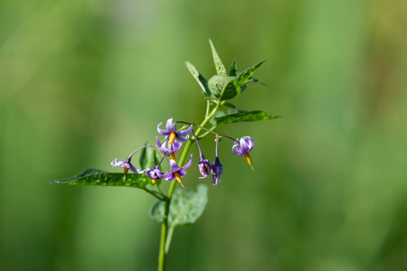 Macro shot of bittersweet nightshade (solanum dulcamara) flowers in bloomの写真素材