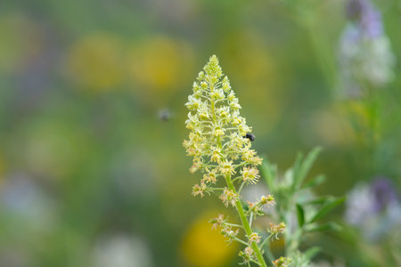 Close up of yellow mignonette (reseda lutea) flowers in bloomの写真素材
