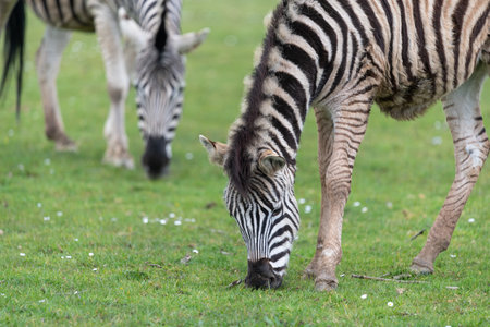 Close up of a zebra eating grassの写真素材