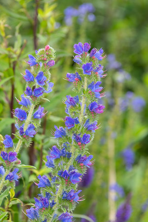 Close up of vipers bugloss (echium vugare) flowers in bloom