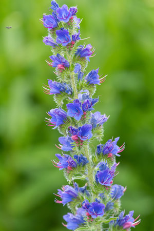 Close up of vipers bugloss (echium vulgare) flowers in bloomの写真素材