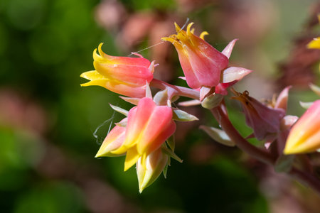 Close up of glaucous echeveria flowers in bloomの写真素材