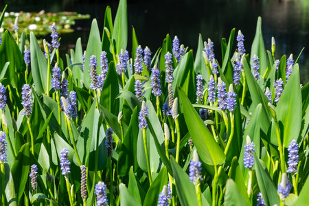 Close up of pickerel weed (pontederia cordata) flowers in bloomの写真素材