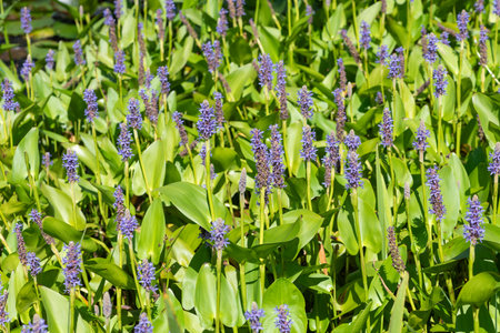 Close up of pickerel weed (pontederia cordata) flowers in bloomの写真素材
