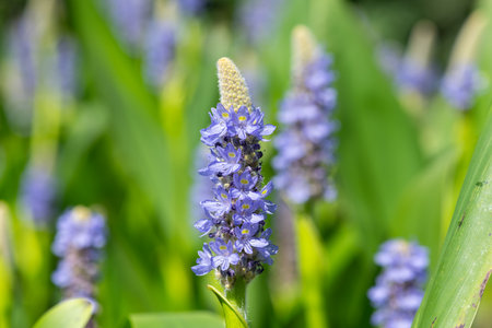 Close up of flowers on a pickerel weed (pontederia cordata) plantの写真素材