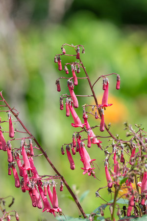 Close up of cape fuchsias (phygelius capensis) in bloomの写真素材