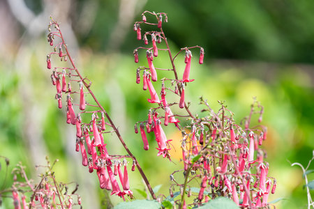Close up of cape fuchsias (phygelius capensis) in bloomの写真素材
