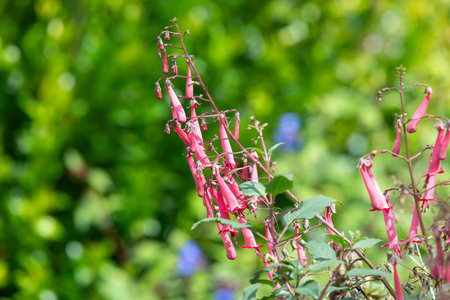 Close up of cape fuchsias (phygelius capensis) in bloomの写真素材