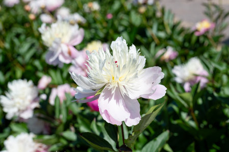Close up of a Chinese peony (paeonia lactiflora) flower in bloomの写真素材