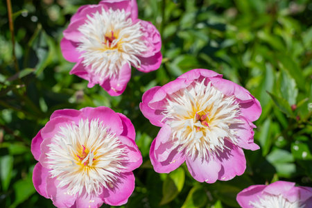 Close up of Chinese peony (paeonia lactiflora) flowers in bloomの写真素材
